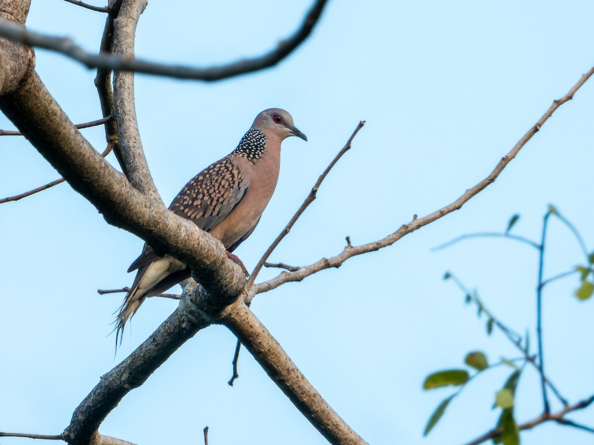 Spotted Dove - ML646570729