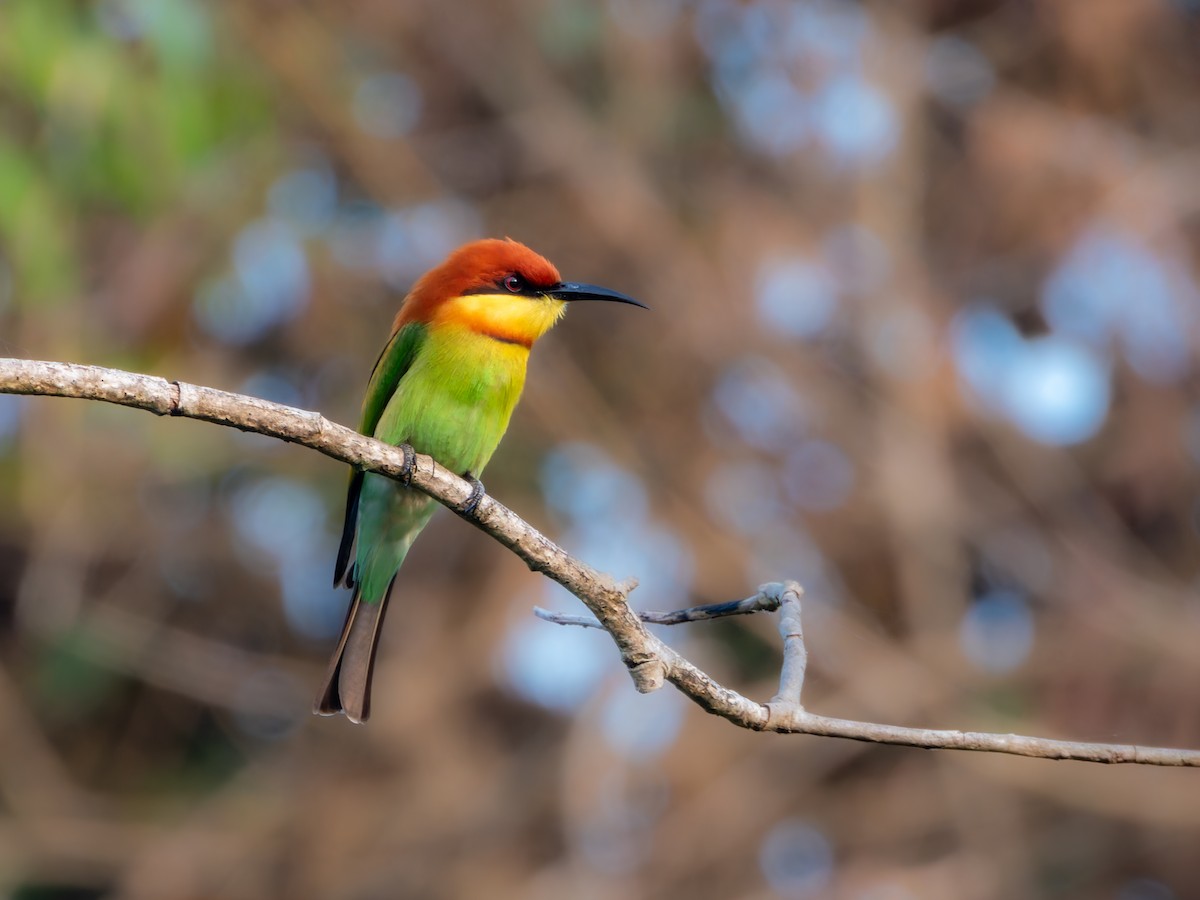 Chestnut-headed Bee-eater - ML646570730