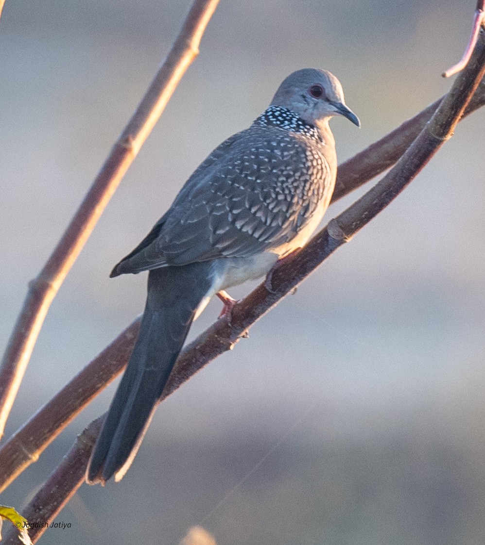 Spotted Dove - ML646570731