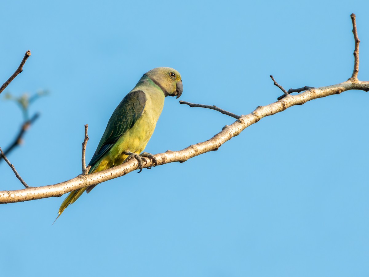 Malabar Parakeet - ML646570732