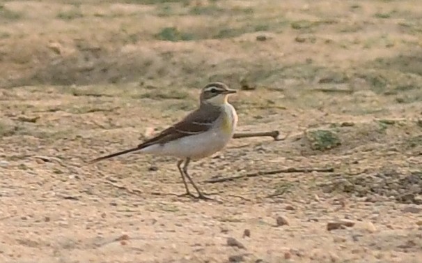 Schafstelze - ML646570733