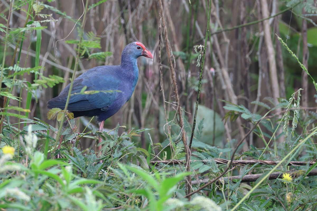 Pollo sultano testagrigia - ML646570734