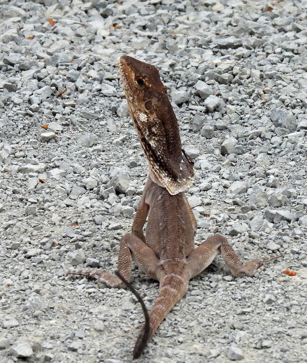 Hayvanlar - ML646570735