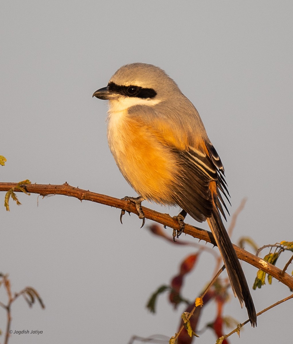 Long-tailed Shrike - ML646570736