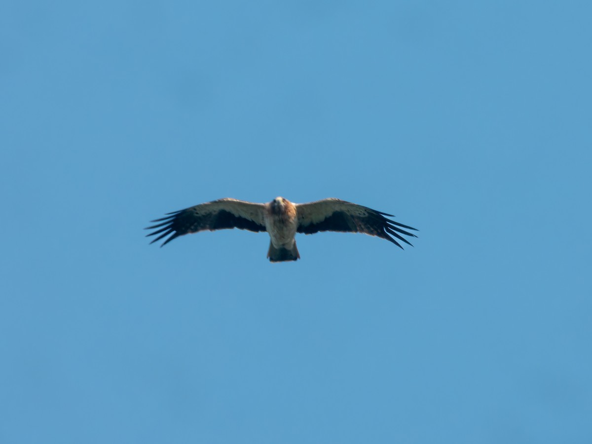 Booted Eagle - ML646570737