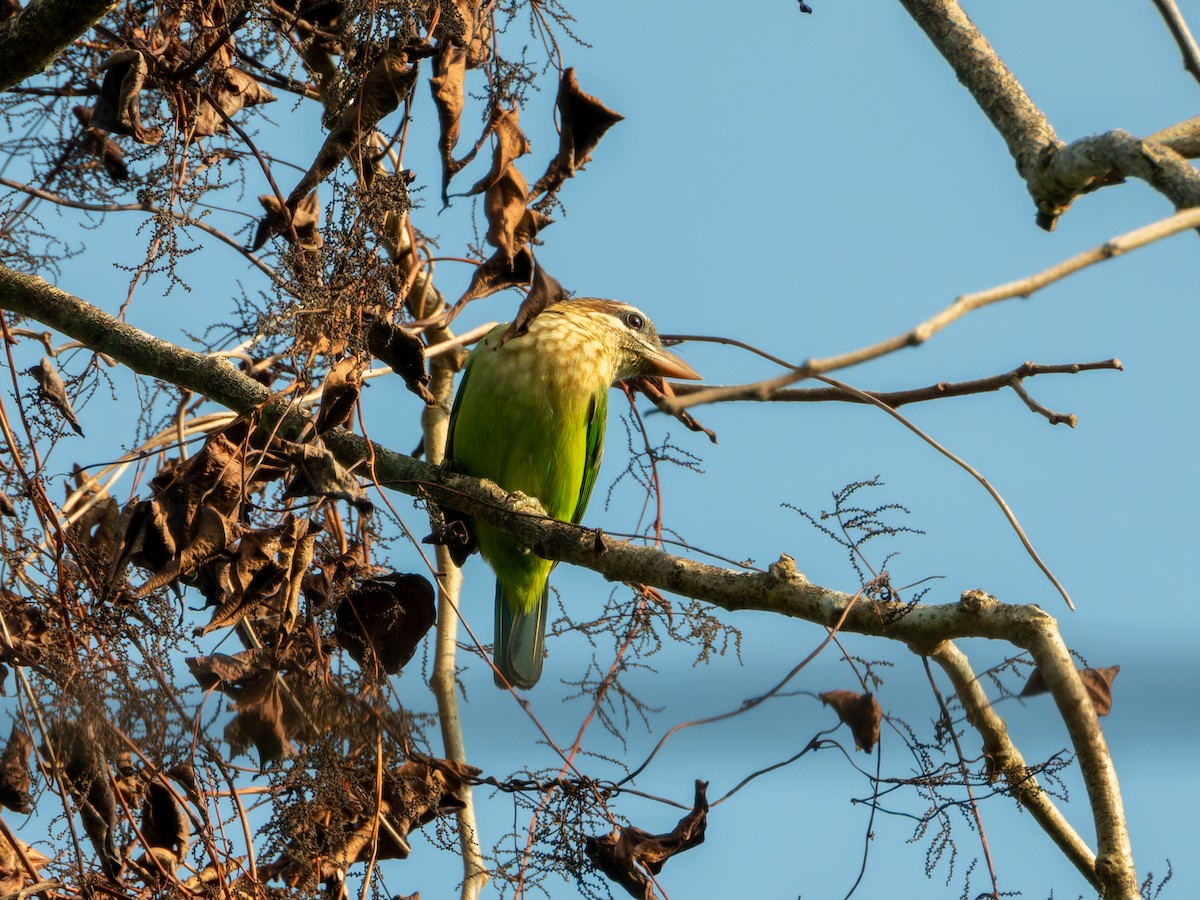 White-cheeked Barbet - ML646570738