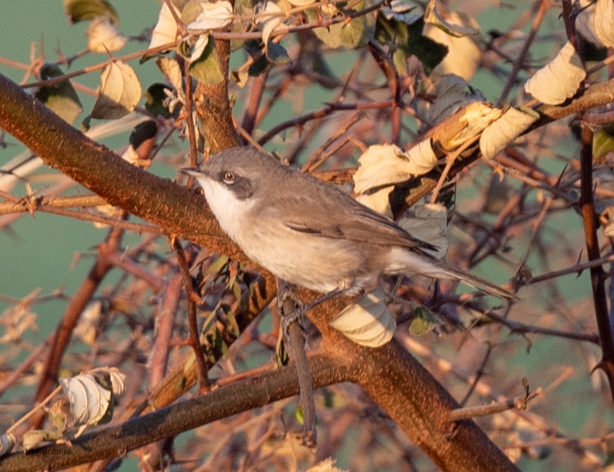 Lesser Whitethroat - ML646570739