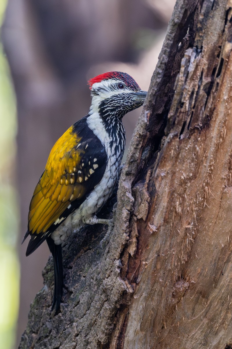 Black-rumped Flameback - ML646570740