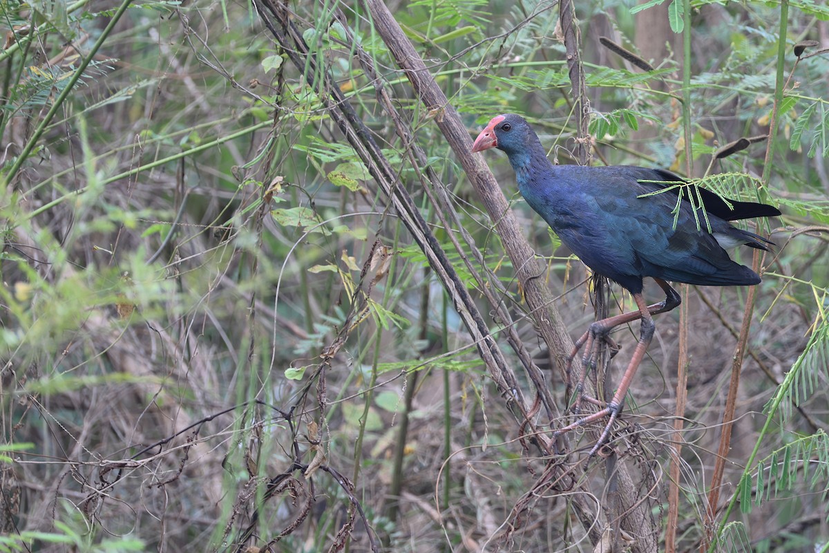 Pollo sultano testagrigia - ML646570741