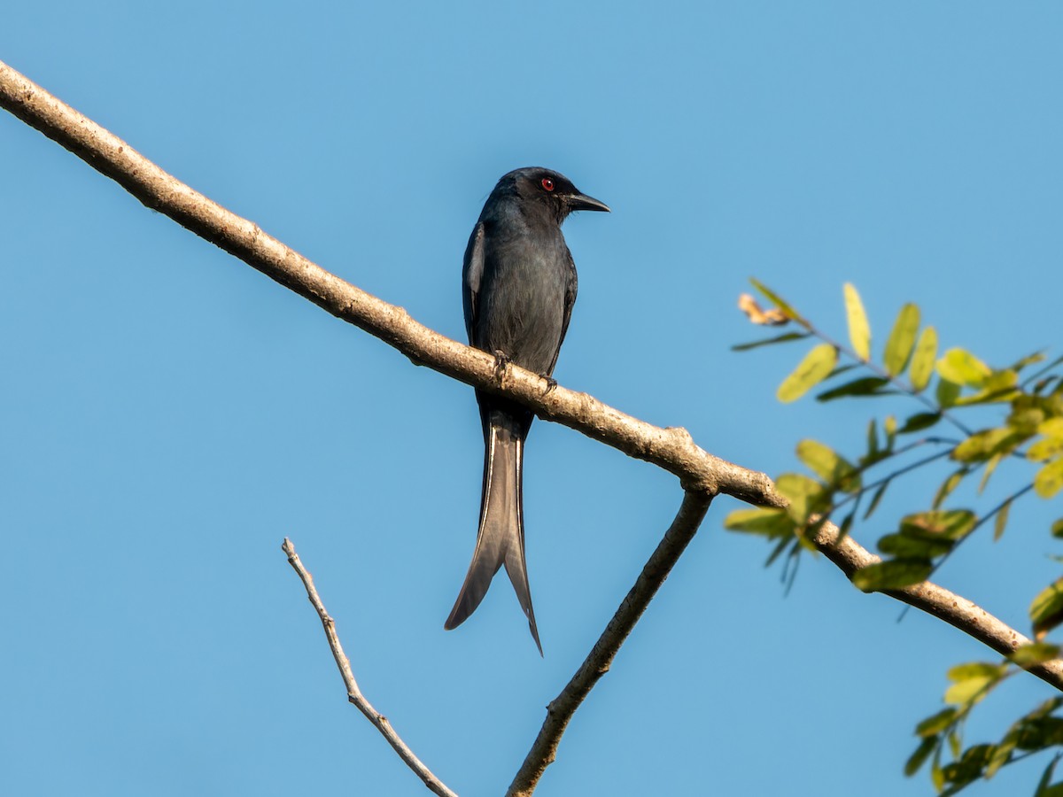Ashy Drongo - ML646570742