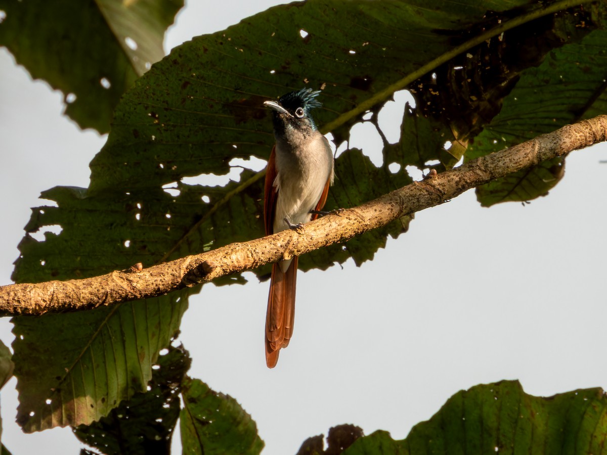Indian Paradise-Flycatcher - ML646570743