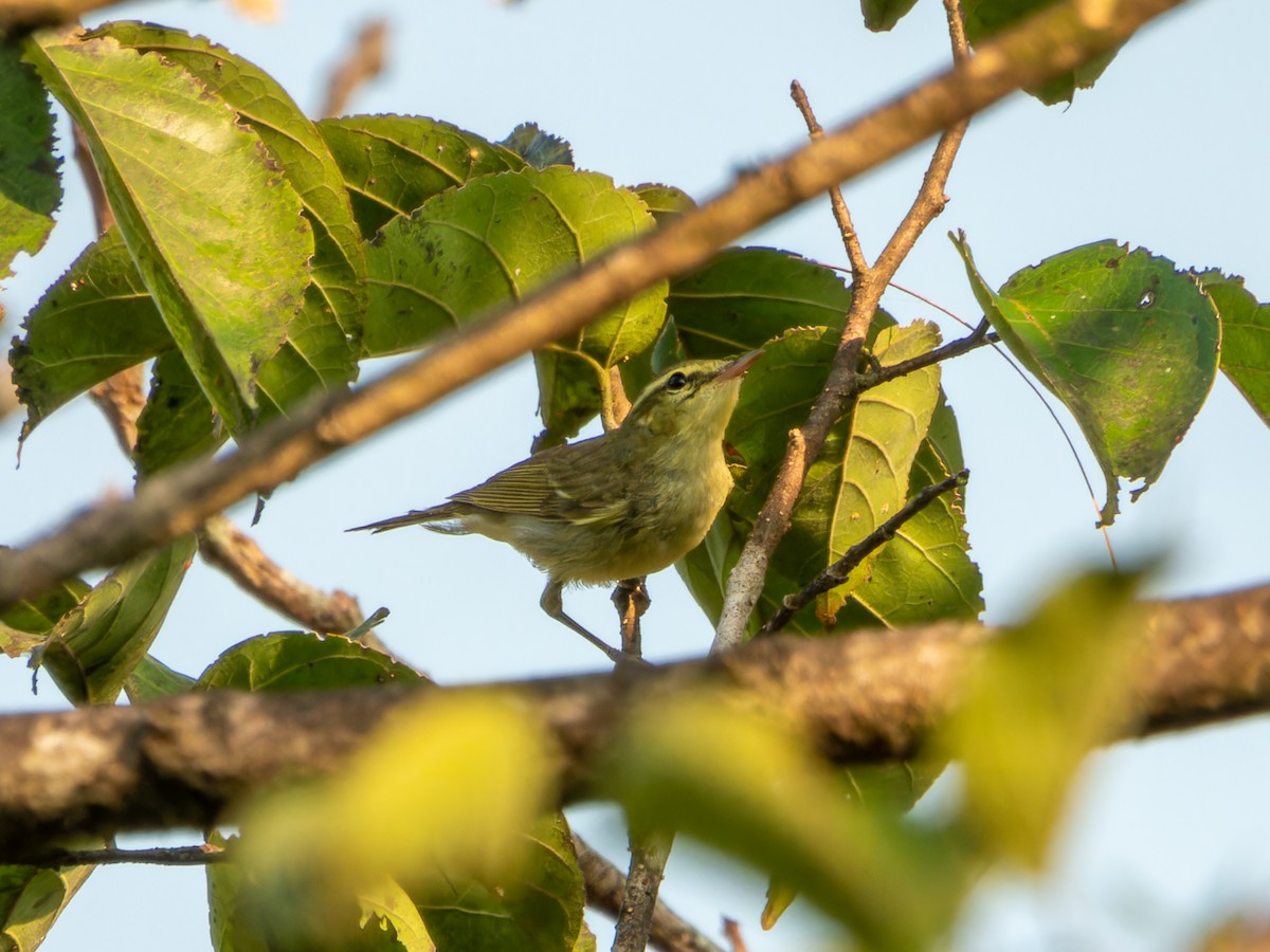 Pouillot du Caucase - ML646570745