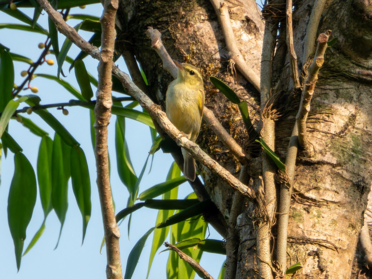 Pouillot du Caucase - ML646570746