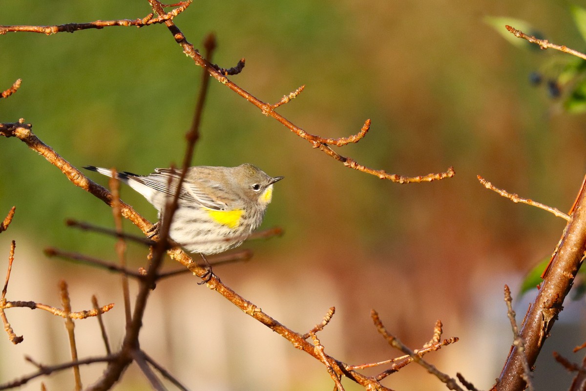Yellow-rumped Warbler (Myrtle x Audubon's) - ML646570748