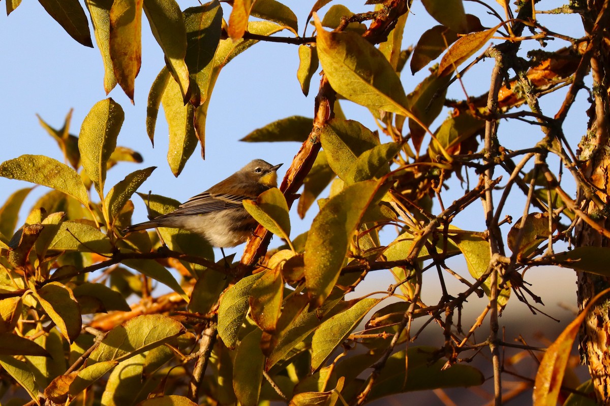 Yellow-rumped Warbler (Myrtle x Audubon's) - ML646570749