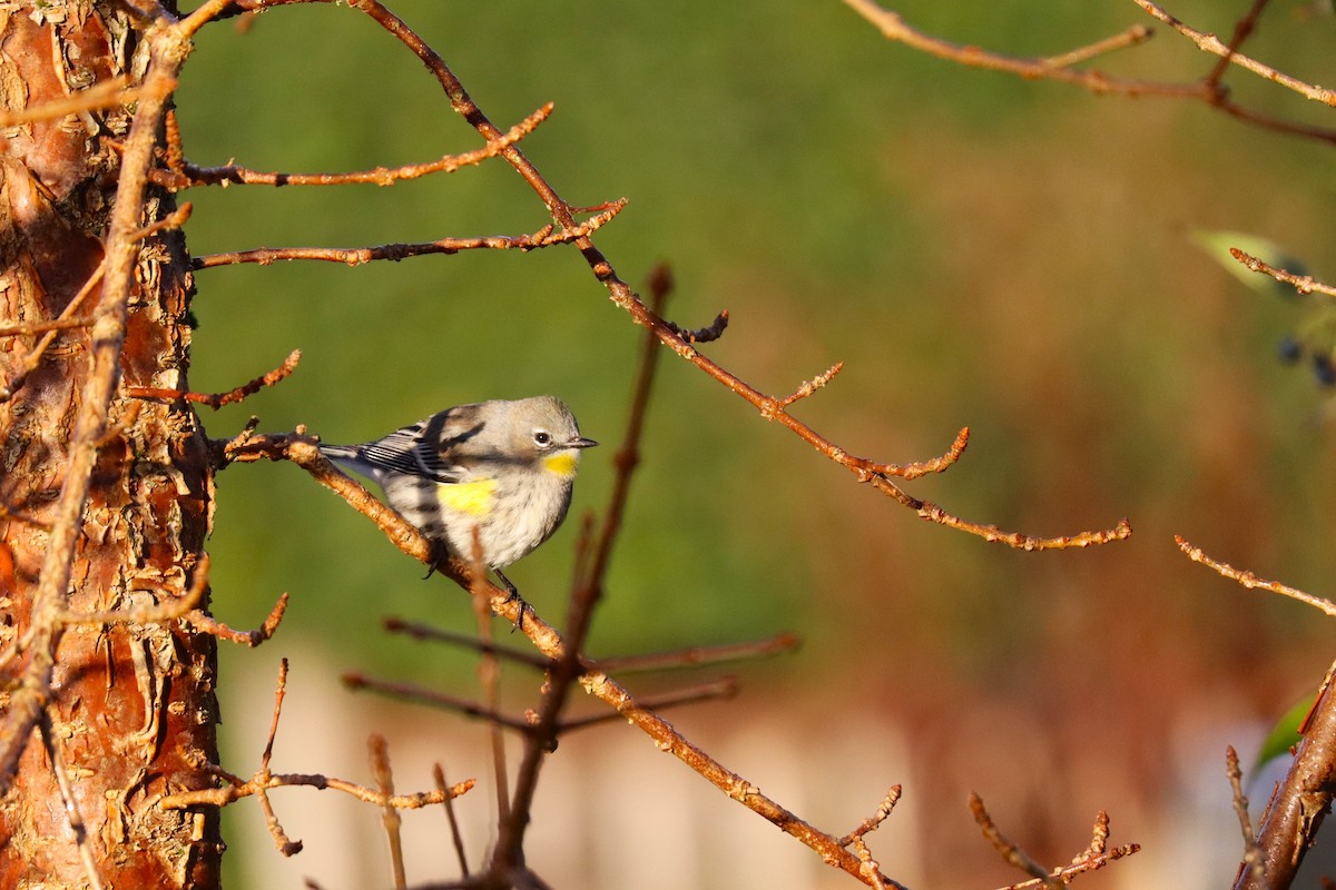 Yellow-rumped Warbler (Myrtle x Audubon's) - ML646570750