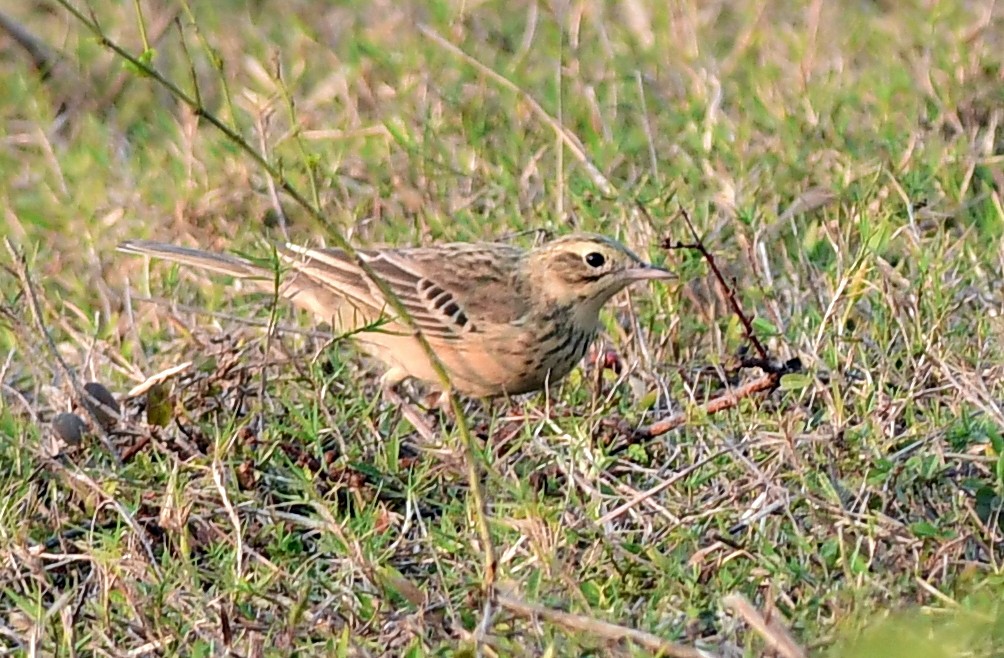 Steppenpieper - ML646570761