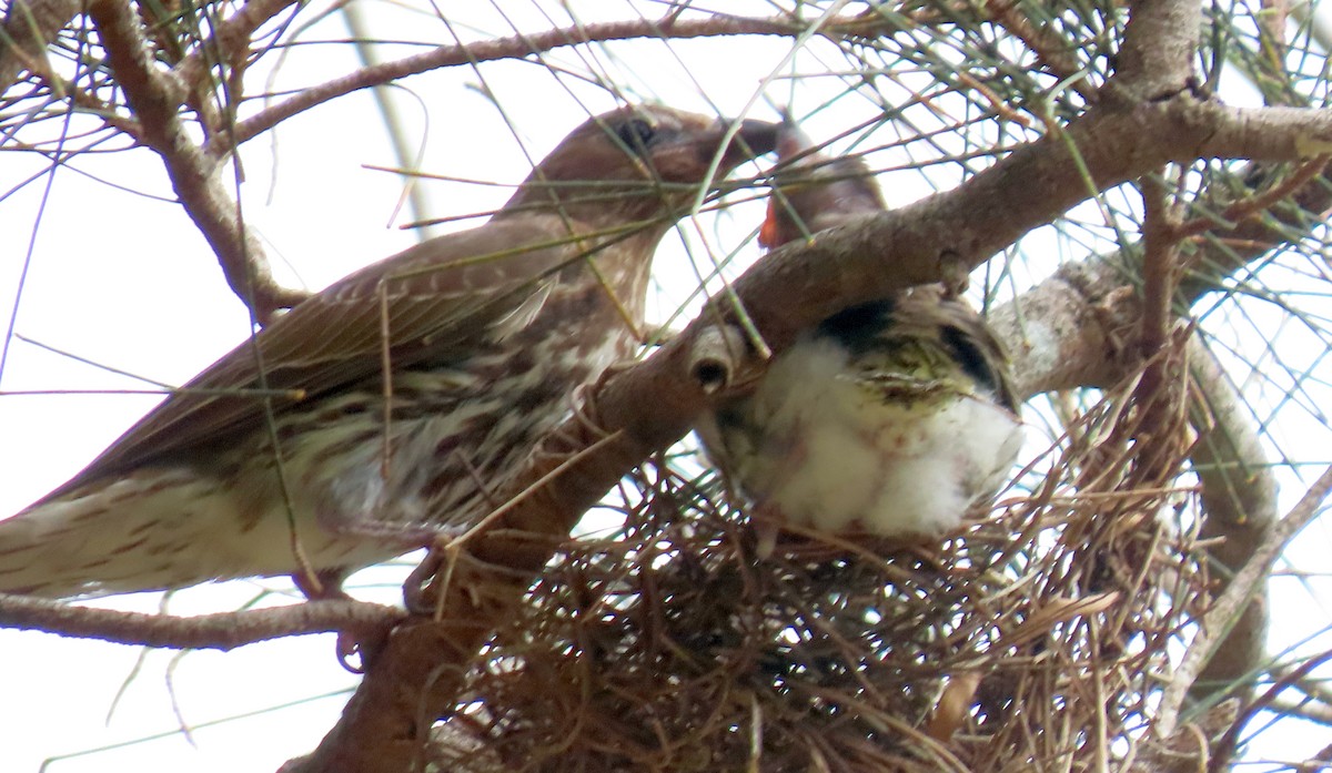 Australasian Figbird - ML646570769