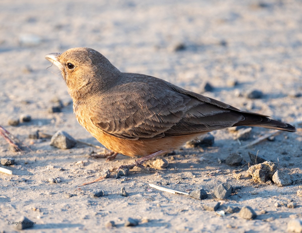 Rufous-tailed Lark - ML646570771