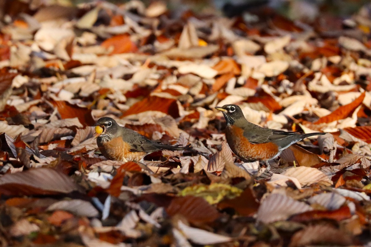 American Robin - ML646570772