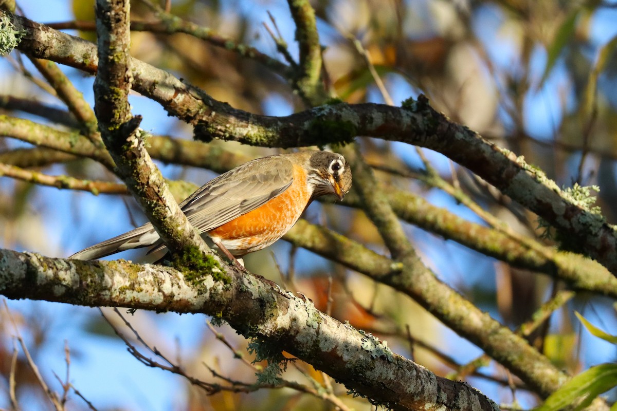 American Robin - ML646570773