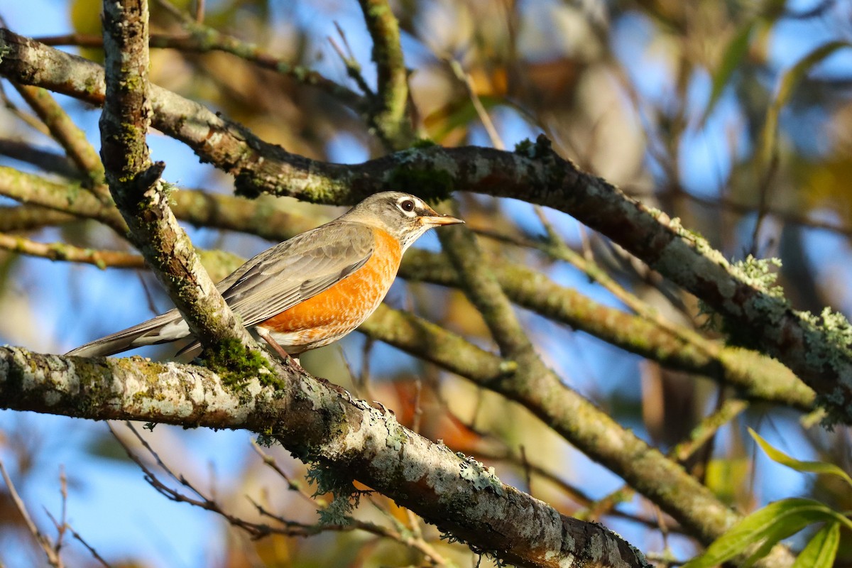 American Robin - ML646570774