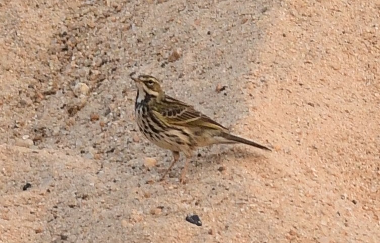 Rosenpieper - ML646570777