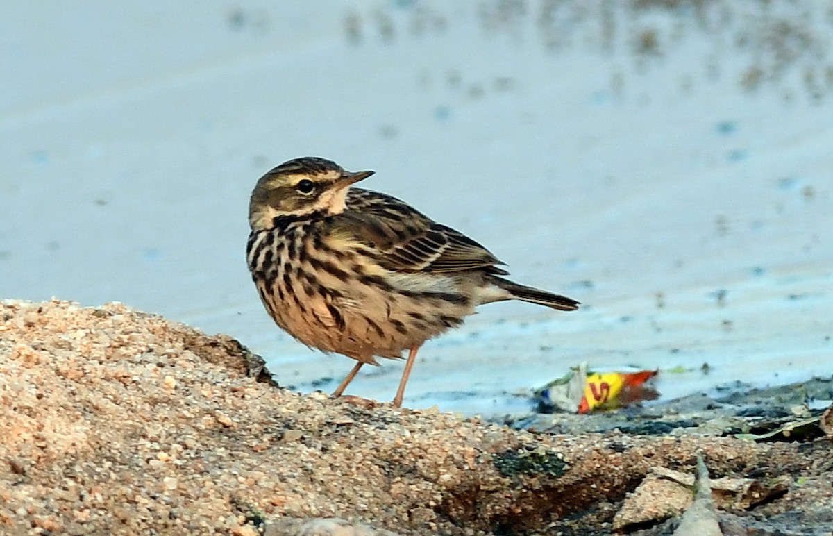 Rosenpieper - ML646570778