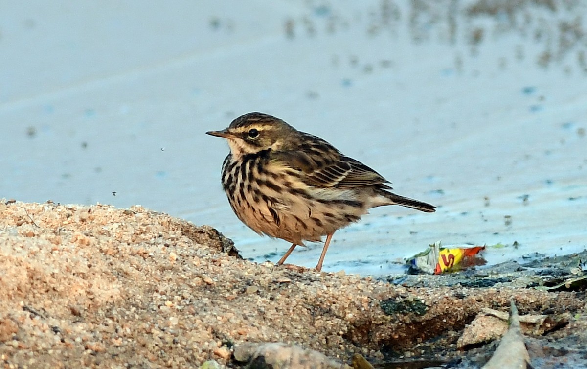 Rosenpieper - ML646570779