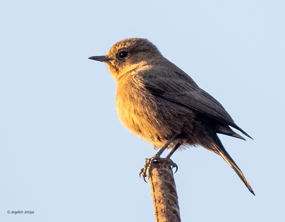 Brown Rock Chat - ML646570787