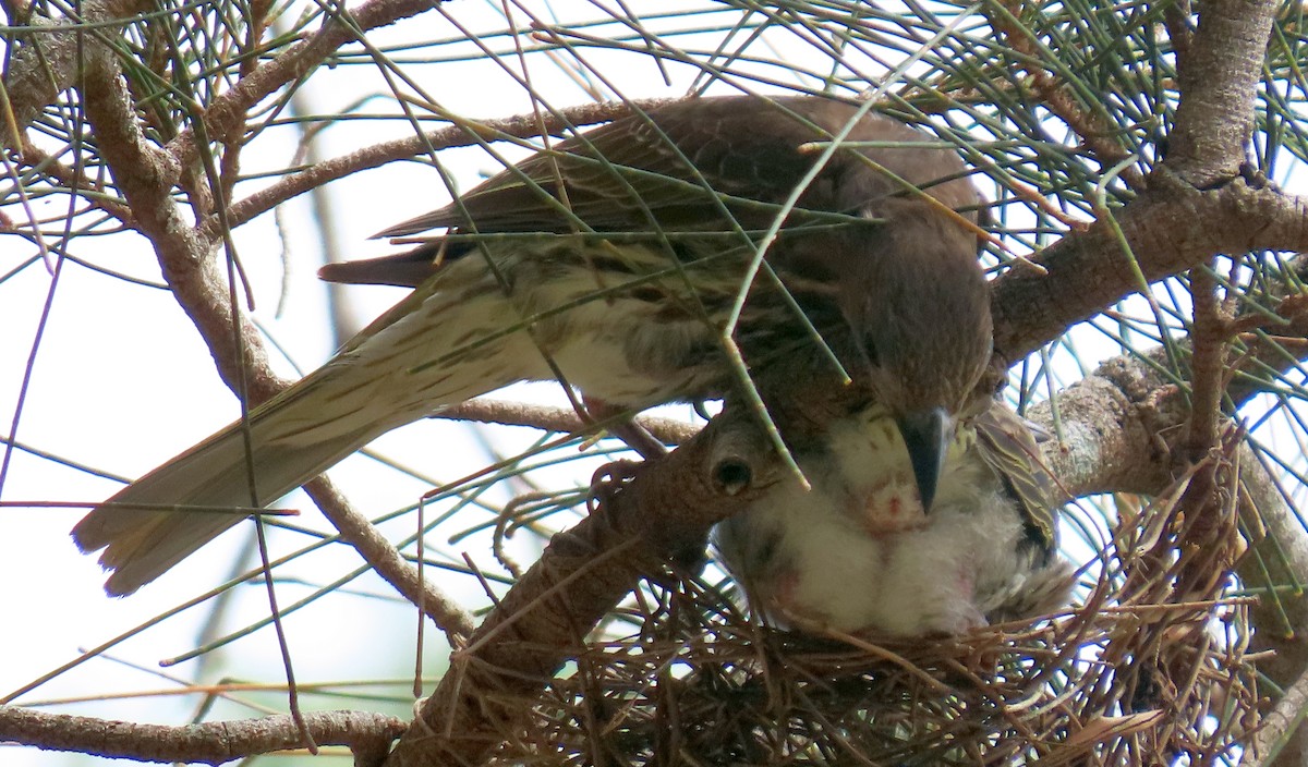 Australasian Figbird - ML646570788