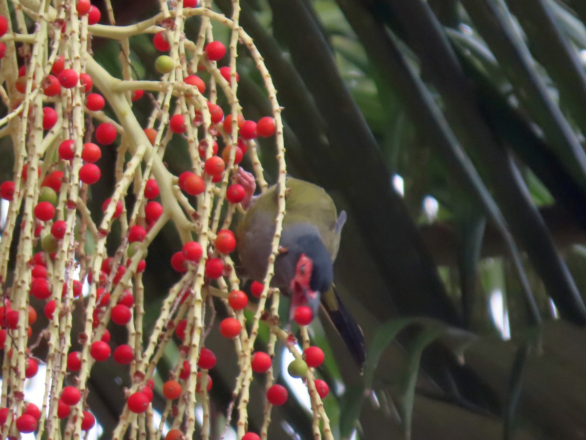 Australasian Figbird - ML646570798