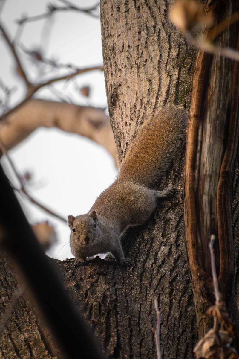 Squirrels - ML646570800