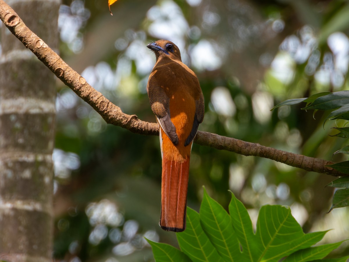 Malabar Trogon - ML646570805