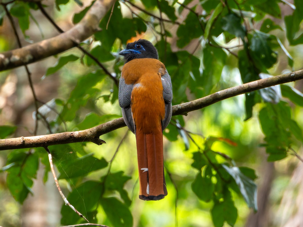 Malabar Trogon - ML646570806