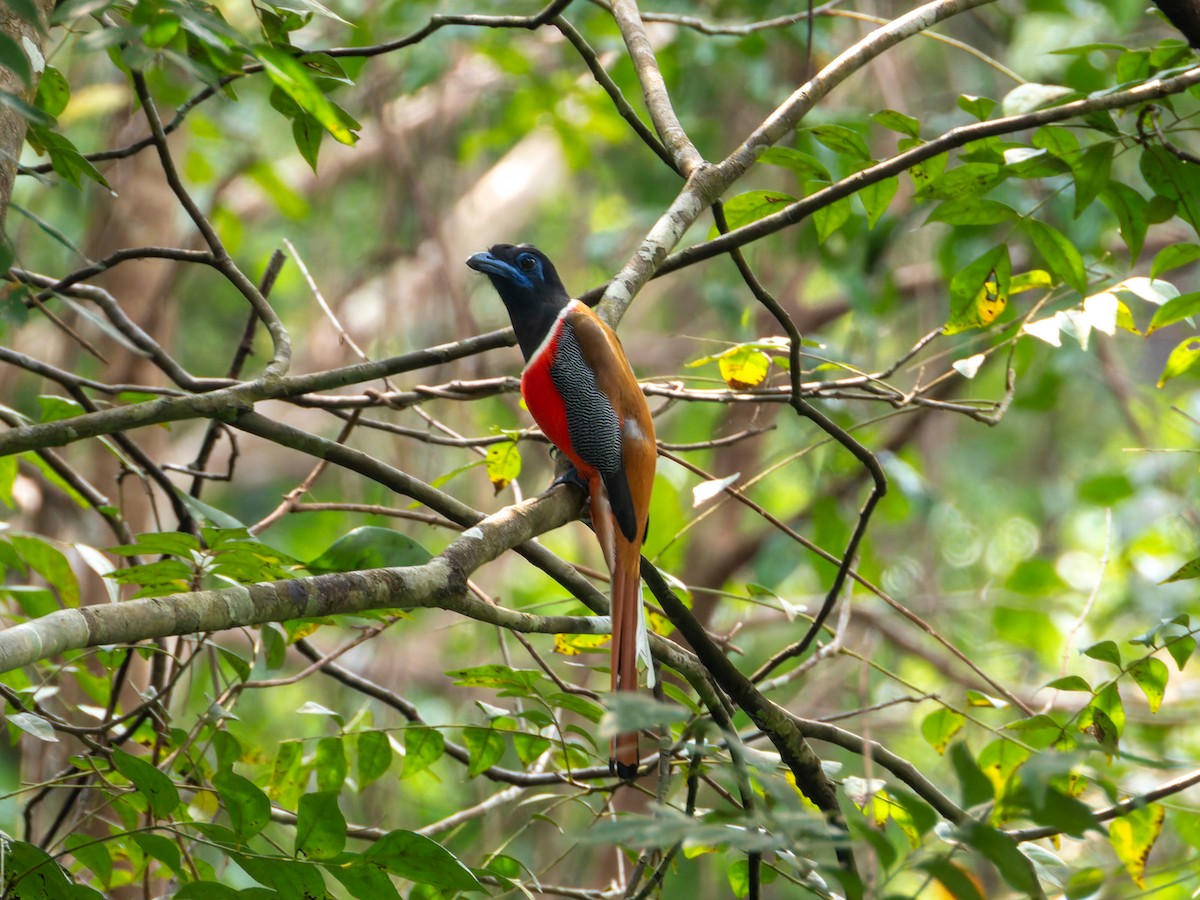Malabar Trogon - ML646570807