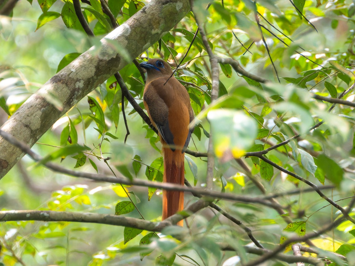 Trogon de Malabar - ML646570808