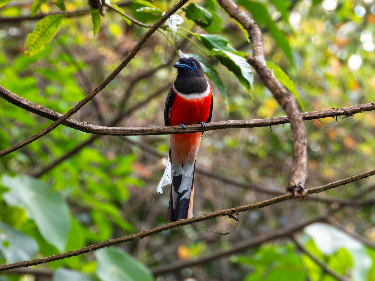 Trogon de Malabar - ML646570809