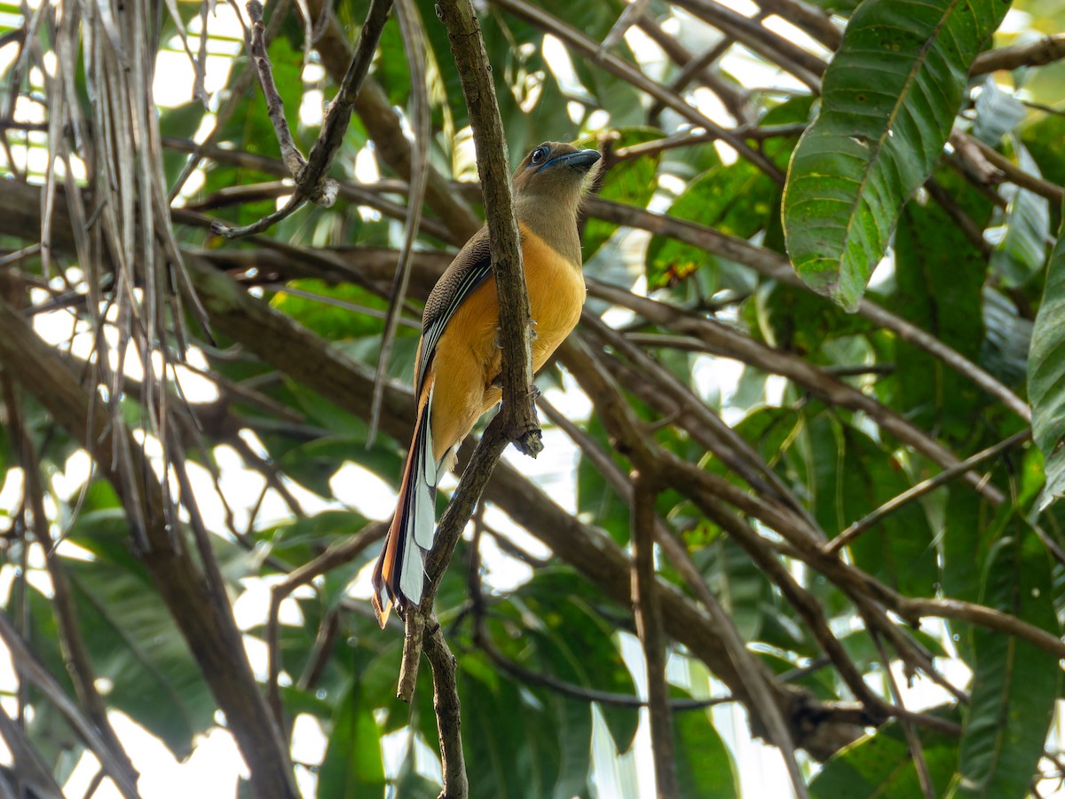 Trogon de Malabar - ML646570810