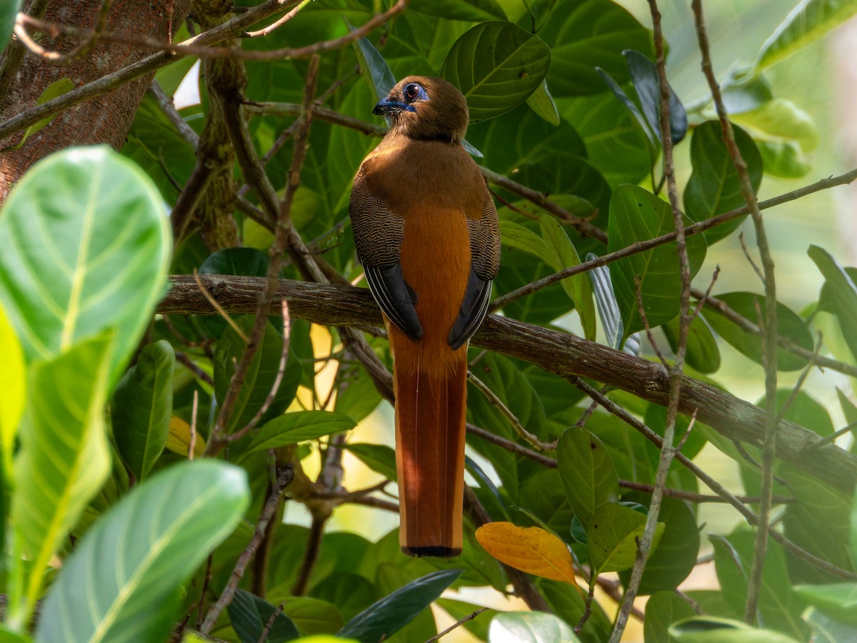 Malabar Trogon - ML646570811