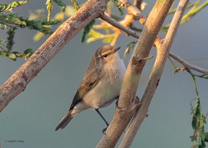 Common Chiffchaff - ML646570812