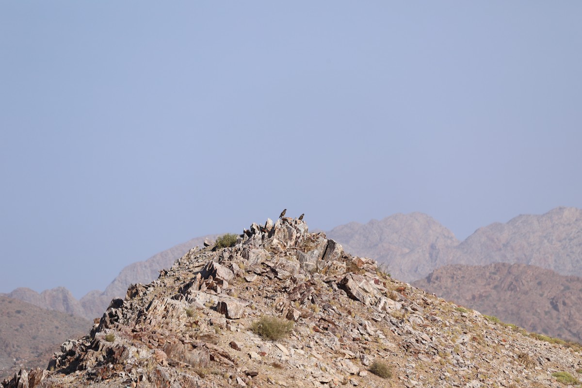 Jackal Buzzard - ML646570814