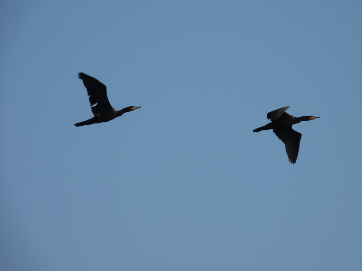 Индийский баклан - ML646570823