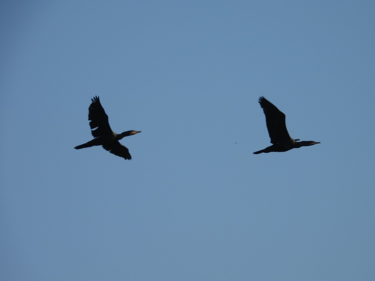 Индийский баклан - ML646570824