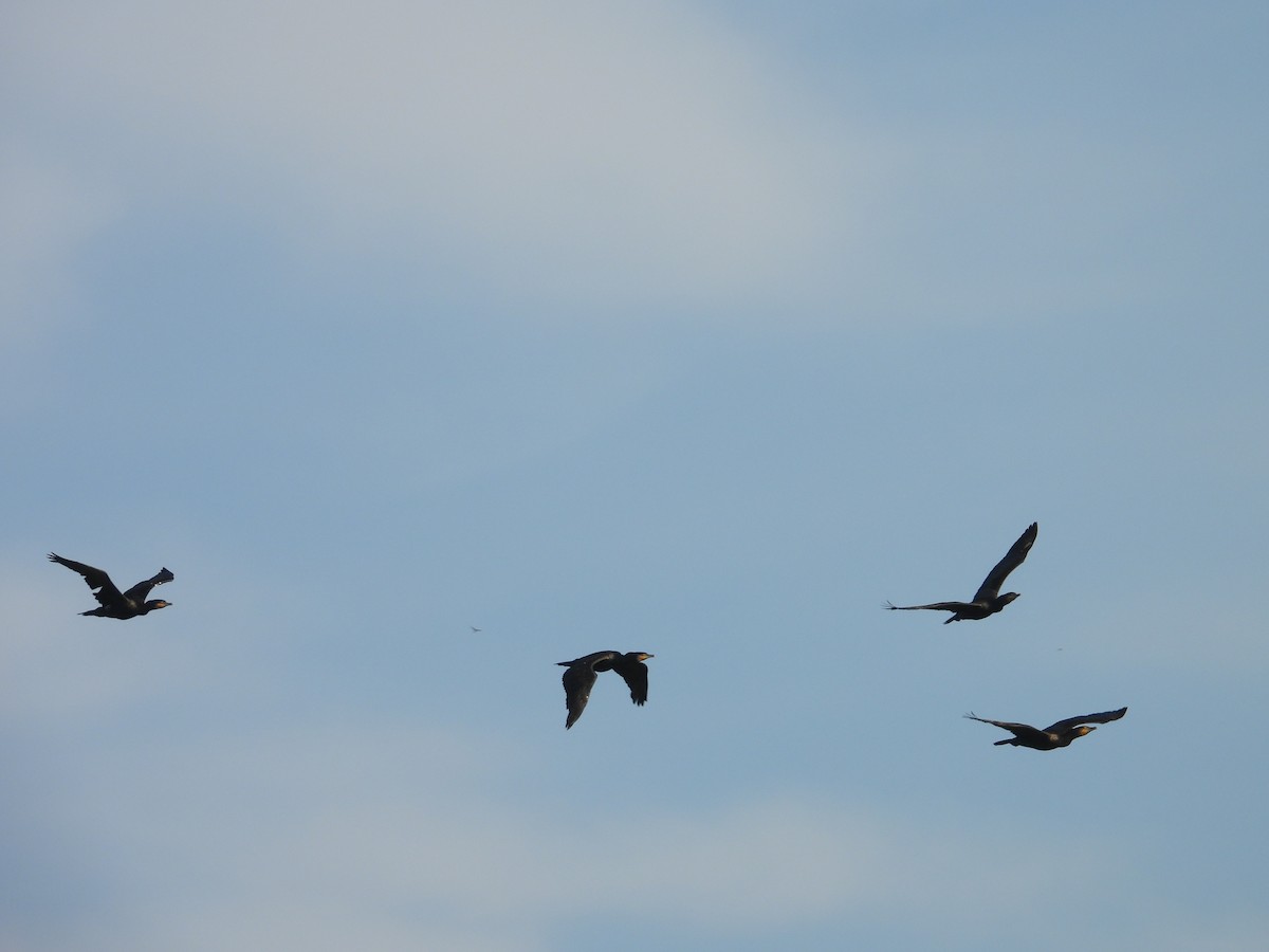 Индийский баклан - ML646570825