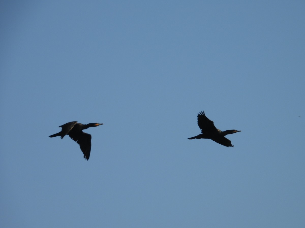 Индийский баклан - ML646570826