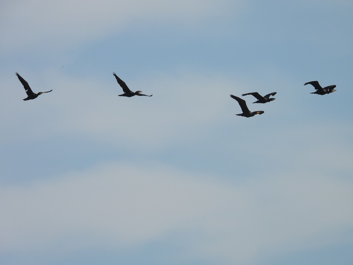 Индийский баклан - ML646570827