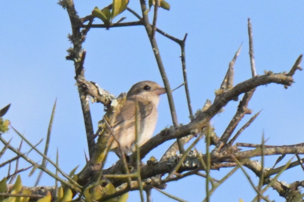 Isabellwürger - ML646570828