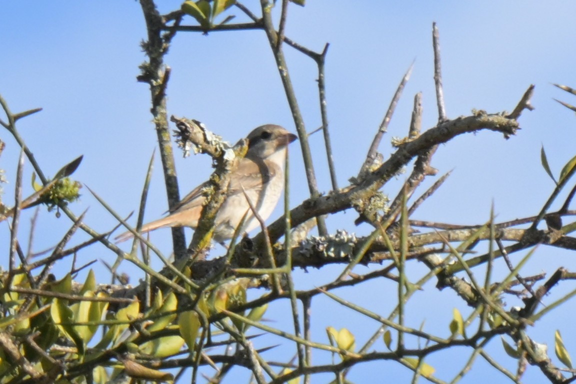 Isabellwürger - ML646570830