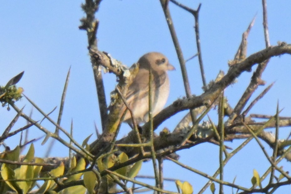 Isabellwürger - ML646570831